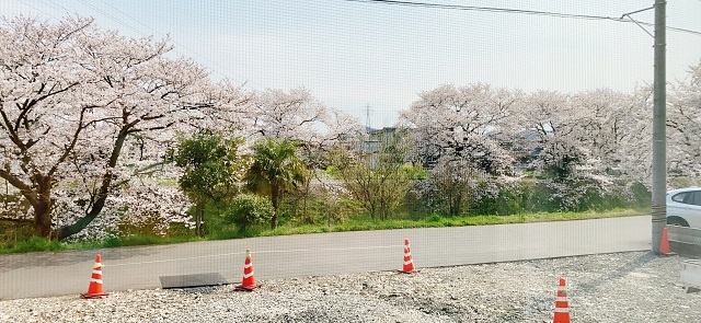 縁側から見える桜
