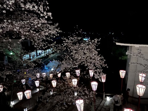 福井県丸岡城　桜祭り2022