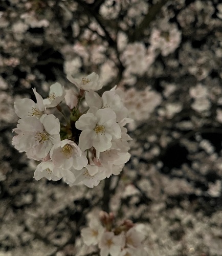福井県丸岡城　桜祭り2022